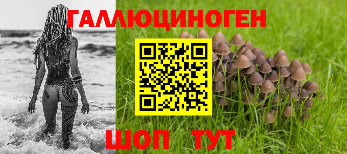 Галлюциногенные грибы Psilocybe Кулебаки